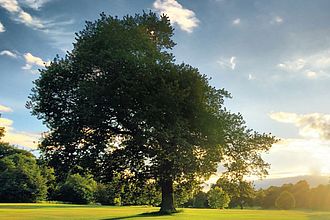 Baum auf Lichtung