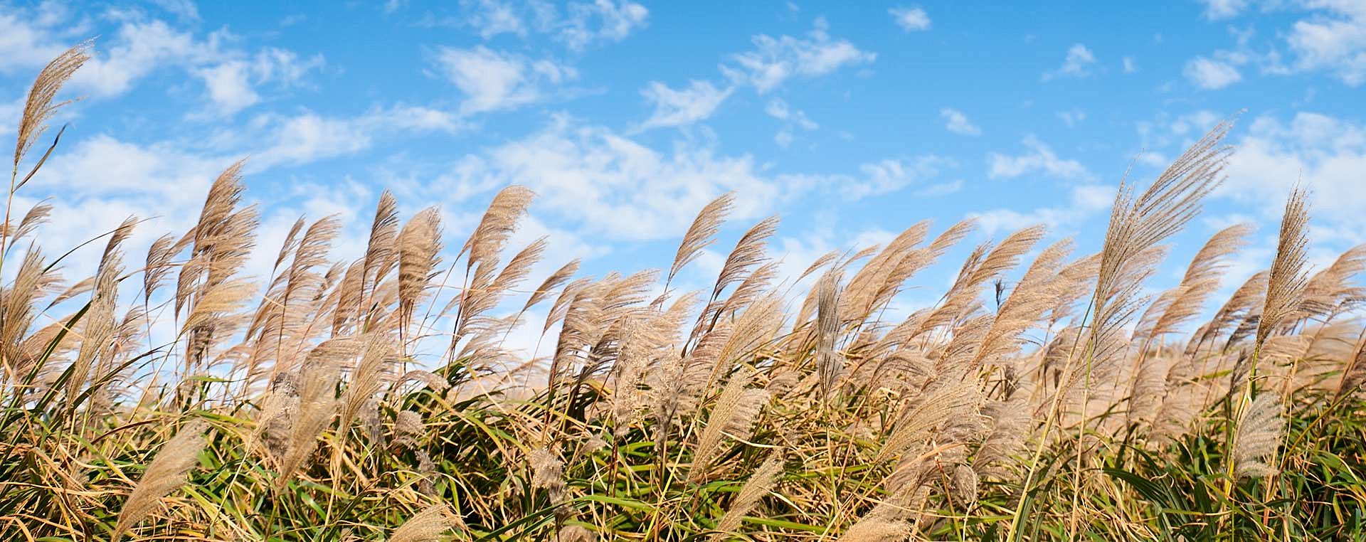 Heizen mit Pflanzenbrennstoffen